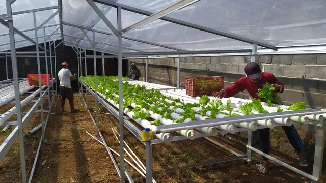 Agrowisata hidroponik di Desa Genting Damarjati Kecamatan Sukorejo Kabupaten Kendal, Selasa, 29/6/2021. (Foto: Liputan6.com/Kusfitria Marstyasih)