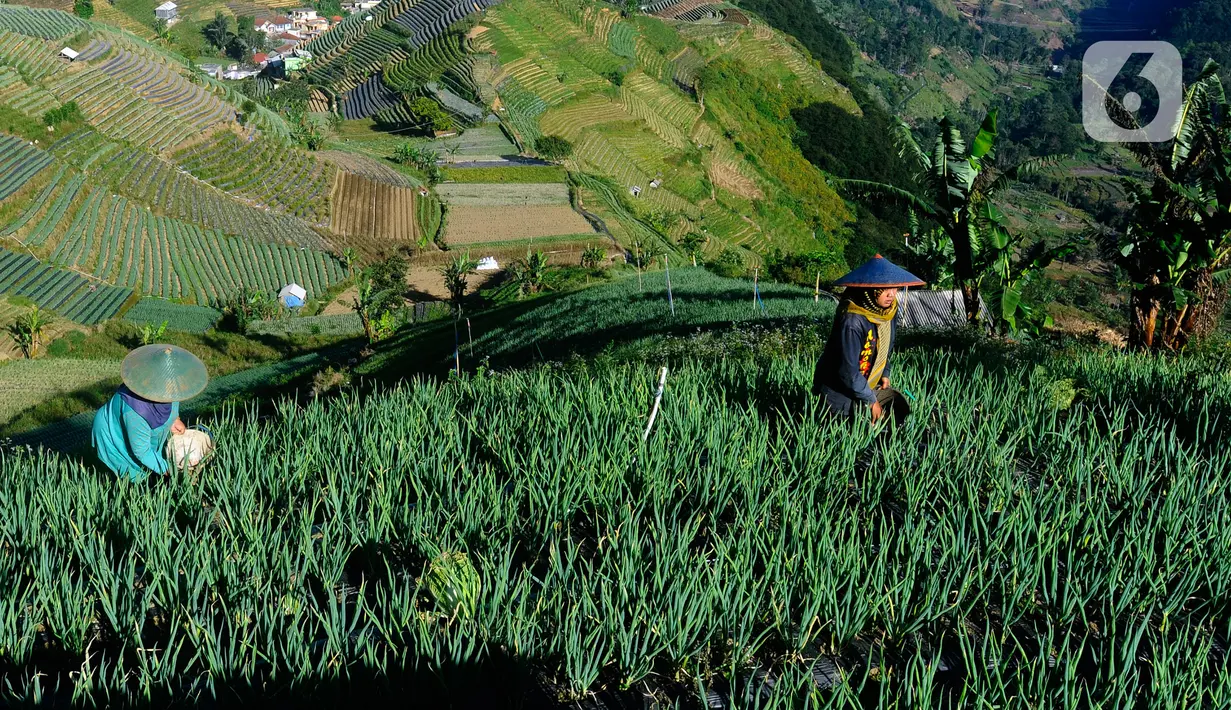 Petani berharap pupuk subsidi bisa tersedia saat petani membutuhkan karena jika menggunakan pupuk nonsubsidi, hasil yang diperoleh bisa tidak sebanding dengan modal yang dikeluarkan. (merdeka.com/Arie Basuki)