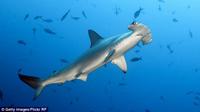 International Union for Conservation of Nature mengatakan hiu martil masuk ke dalam `daftar merah` yang seharusnya dibiarkan hidup. 