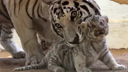 Harimau putih bernama Sascha bersama anaknya yang baru berumur satu bulan di San Jorge Zoo di Ciudad Juarez, Chihuahua, Meksiko, Kamis (18/5). Harimau putih telah masuk dalam daftar hewan langka yang nyaris mengalami kepunahan. (AFP/HERIKA MARTINEZ)