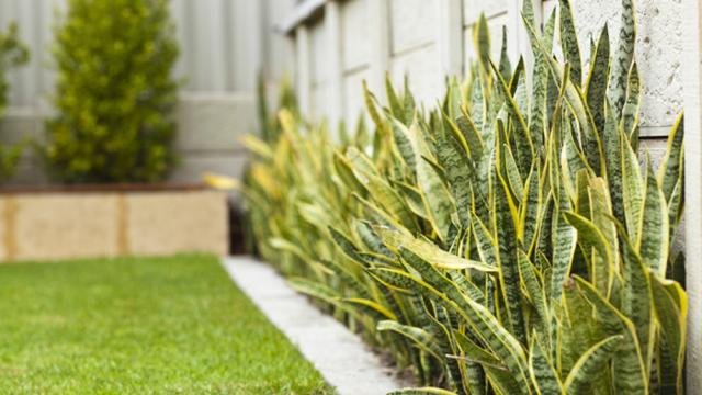 Lidah Mertua, Atasi Keseleo Hingga Gigitan Binatang Berbisa