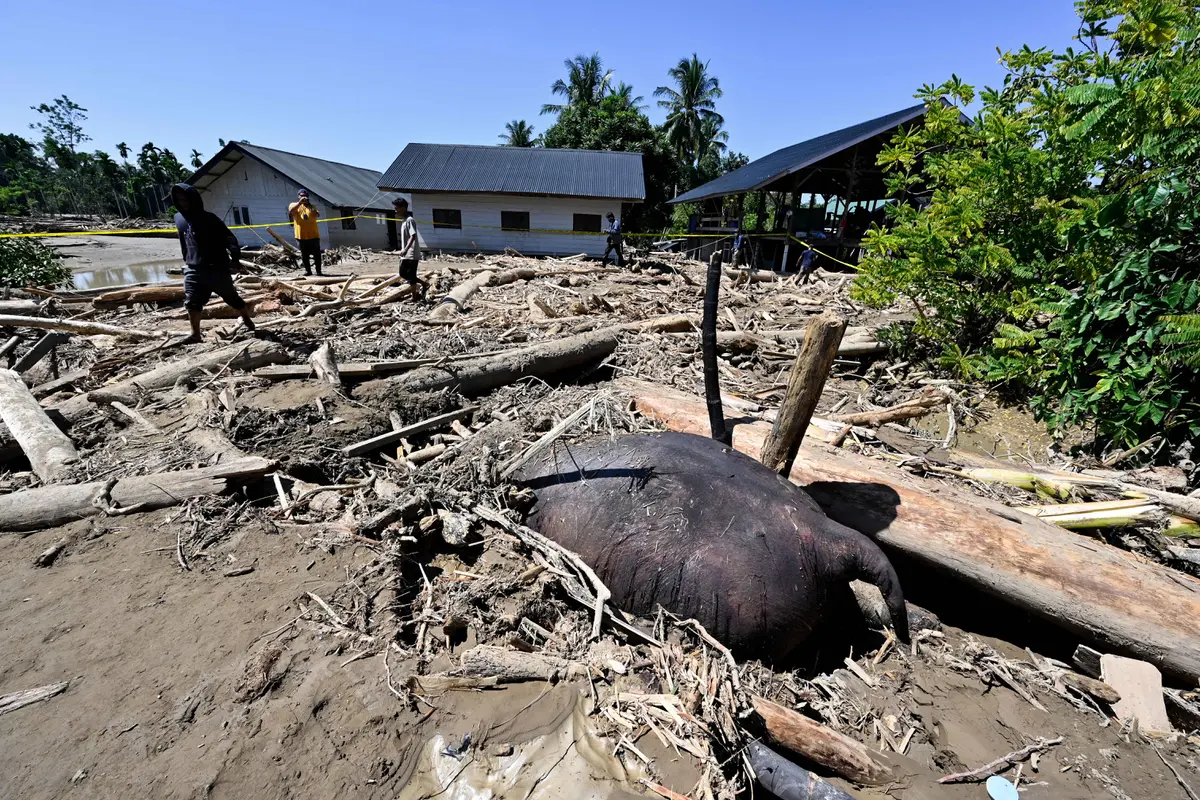 Tidak Hanya Manusia, Gajah Pun Jadi Korban Bencana Banjir Aceh