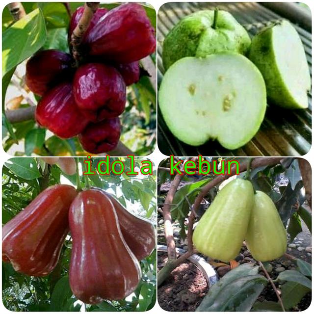 Daftar Harga Jambu Bol Bulan November 2021 Terbaru