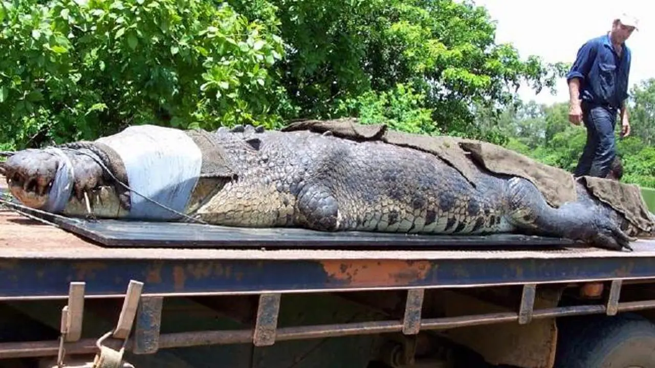Buaya 'Monster' Tertangkap di Australia