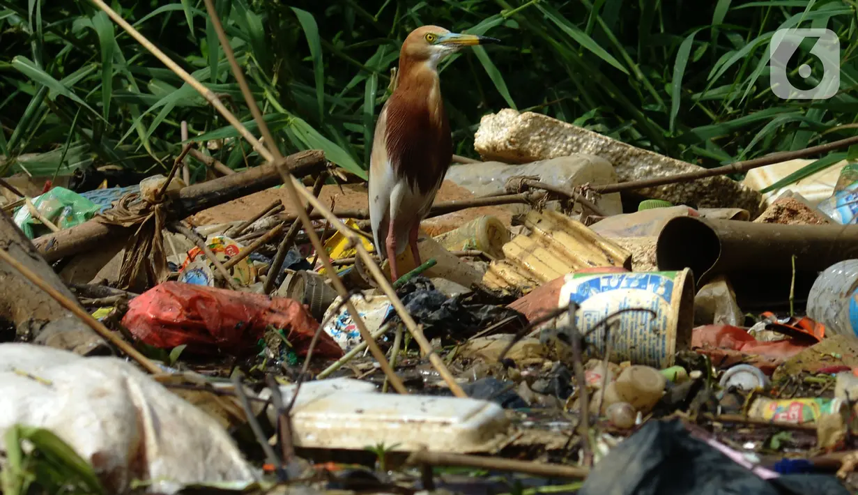 Seekor burung Pesisir Jakarta mencari makan di atas tumpukan sampah, Sabtu (18/12/2021). Pesisir laut Jakarta yang menjadi tempat tinggal burung-burung pesisir sebagai habitnya dengan gedung-gedung bertingkat  dan statusnya terancam punah. (merdeka.com/Imam Buhori)