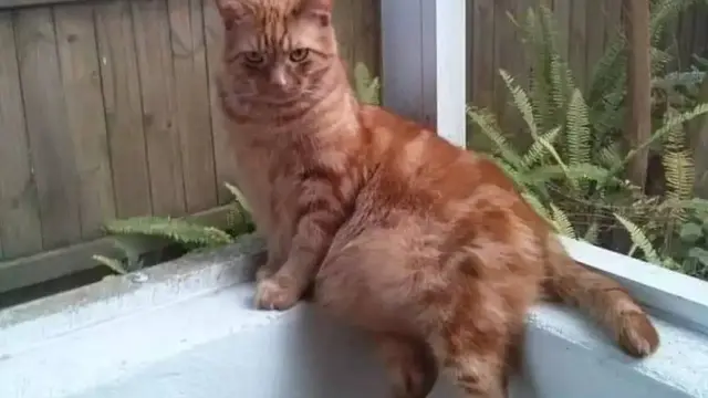 10 Potret Lucu Pose Kucing saat Duduk Ini Bikin Gemas