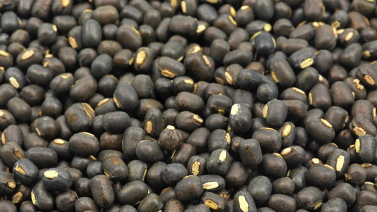 Apa Itu Black Gram Manfaatnya Luar Biasa Untuk Kecantikan Beauty Fimela Com