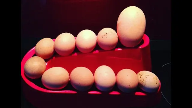 Telur