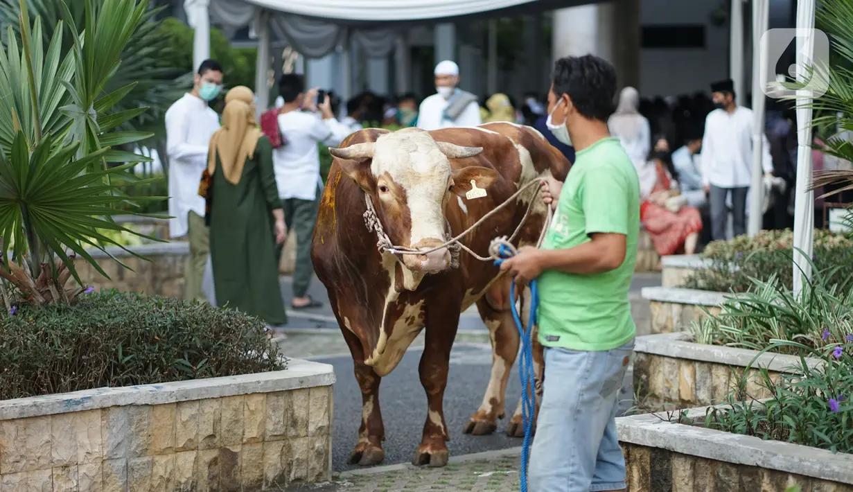Sapi kurban sumbangan Gubernur DKI Jakarta Anies Baswedan dibawa di Balai Kota, Jakarta, Jumat (31/7/2020). Pada Hari Raya Idul Adha tahun ini, Anies menyumbangkan sapi kurban jenis limosin seberat 1,3 ton. (Liputan6.com/Immanuel Antonius)