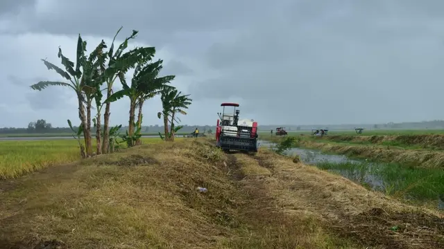 Lahan pertanian di Merauke