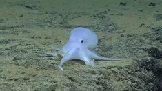 Kehadiran para hewan laut ini membuat heboh masyarakat karena keunikan dan kisah dibaliknya. 