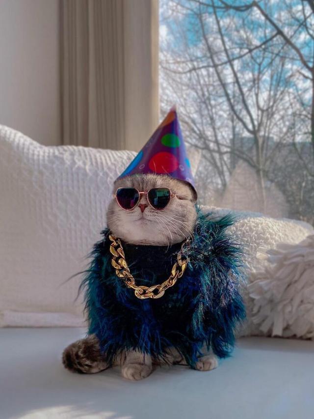 8 Potret Kucing saat Pakai Kostum Unik Ini Curi Perhatian, Menggemaskan