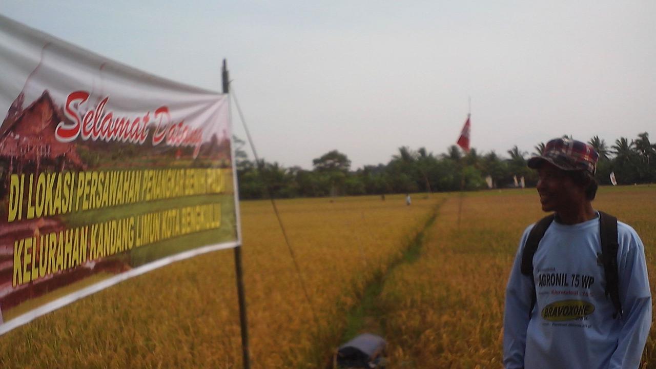 Bengkulu Siap Swasembada Bibit Padi Unggul 