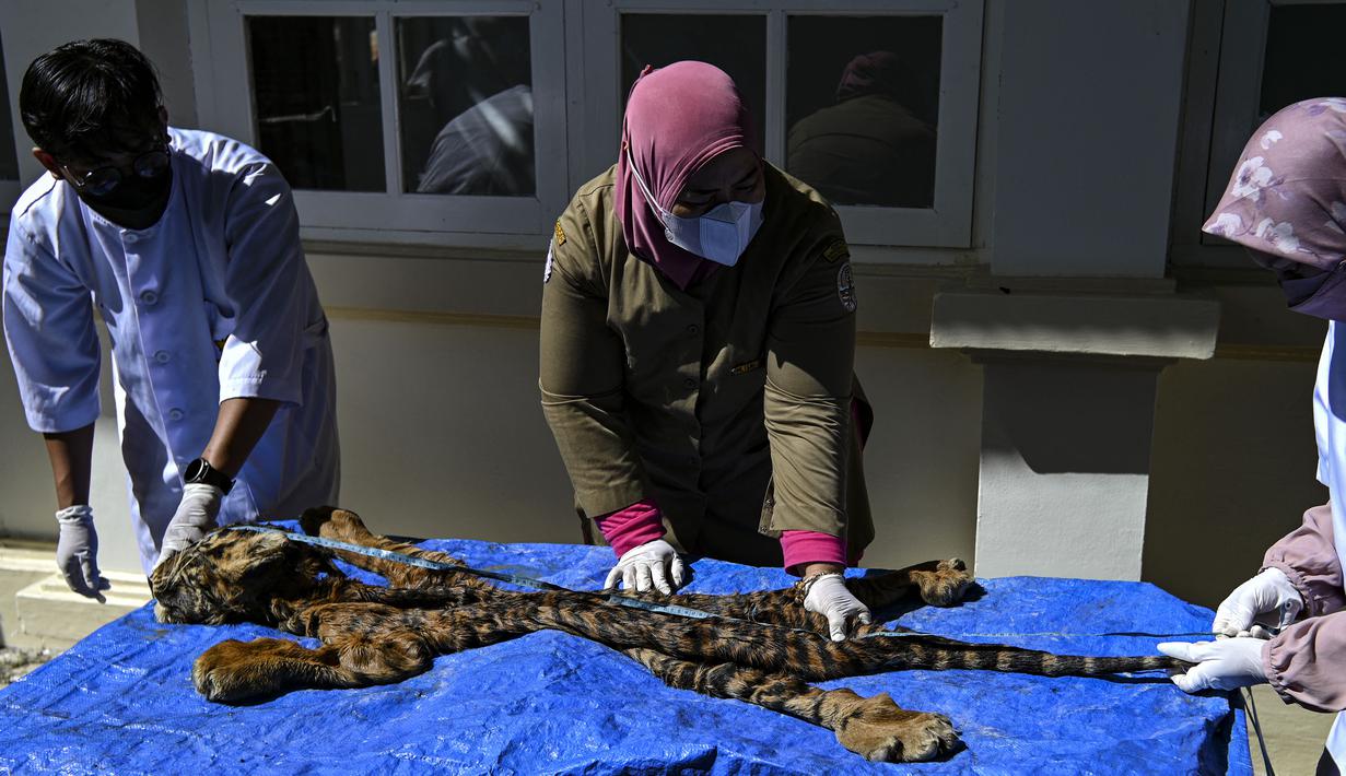 Dokter hewan BKSDA Aceh bersama mahasiswa kedokteran hewan melakukan forensik terbatas terhadap barang bukti kulit harimau sumatera hasil sitaan di Banda Aceh, Aceh, Rabu (1/12/2021). Forensik terbatas dilakukan untuk mengetahui jenis kelamin, usia dan penyebab kematian. (CHAIDEER MAHYUDDIN/AFP)