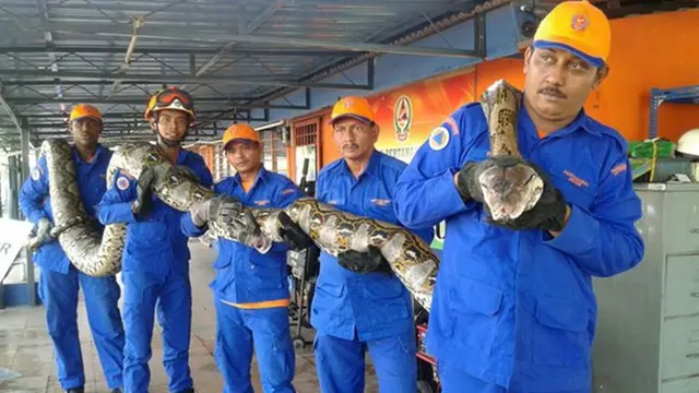 Ngeri, Ular Piton Terpanjang  Ditangkap di Malaysia