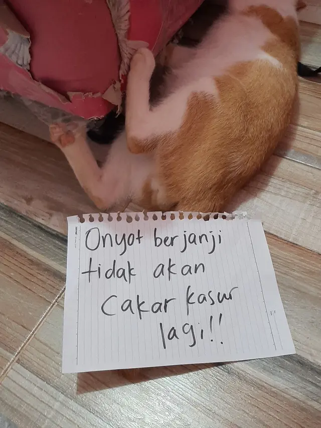 6 Potret Kocak Kucing Saat Bikin Ulah, Buat Majikannya Kesal