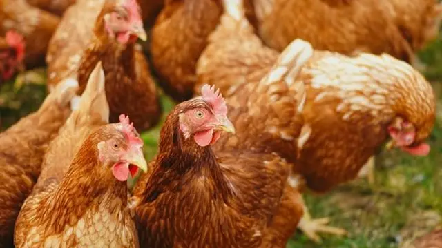 Mengetahui Emosi Ayam Ternak