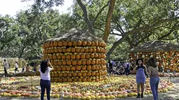 Orang-orang berfoto di depan rumah labu di Desa Labu Dallas Arboretum, Texas, Amerika Serikat, 4 Oktober 2020. Desa Labu di Dallas Arboretum yang mendapat pengakuan nasional menghadirkan rumah-rumah labu dan berbagai objek kreatif dari 90.000 lebih labu, kundur, dan squash. (Xinhua/Dan Tian)