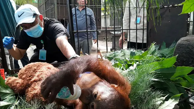 Orangutan