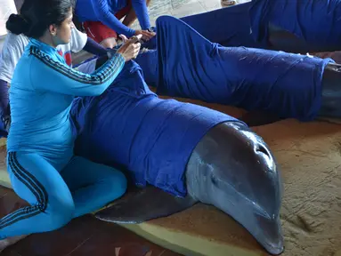 Petugas menyiapkan lumba-lumba untuk dipindahkan ke Dolphinarium di Cienfuegos, Kuba (8/9). Lumba-lumba ini dipindahkan dari dolphinarium Cayo Guillermo menyusul datangnya badai Irma. (Osvaldo Gutierrez Gomez / ACN via AP)