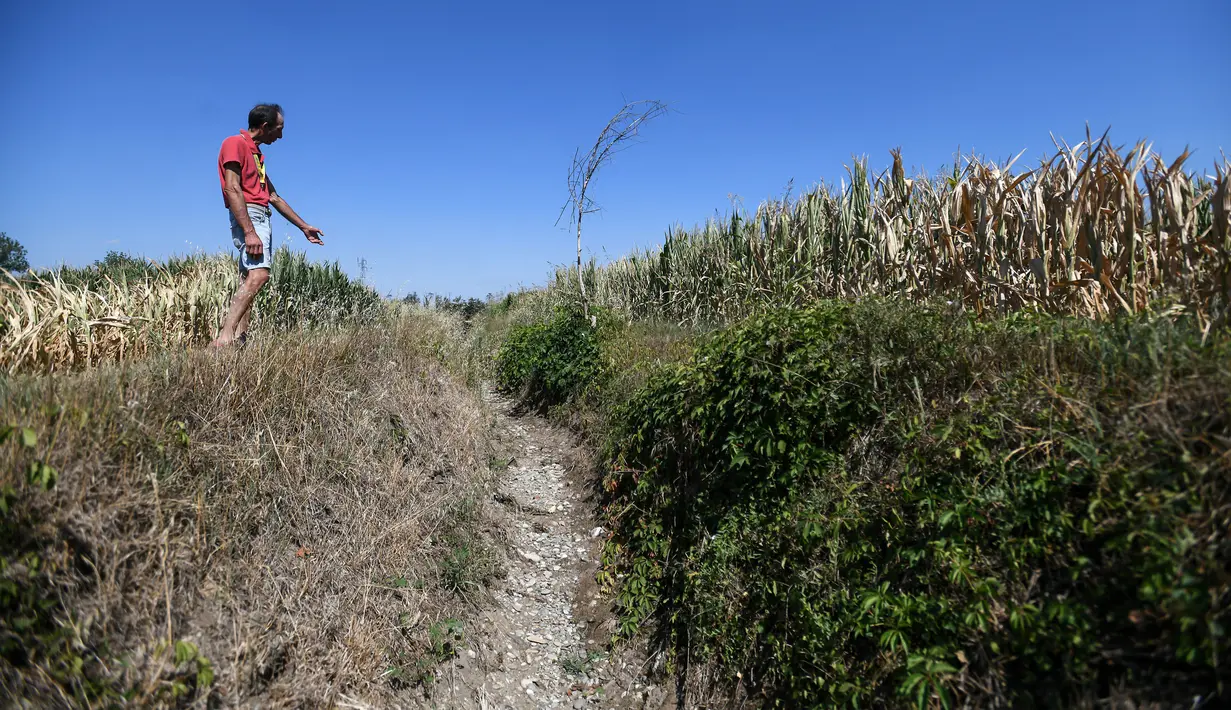 Petani Achille Crespiatico memberi isyarat di sebelah saluran air kering dekat ladang jagungnya di Spino d'Adda, Italia, 11 Juli 2022. Crespiatico mengklaim bahwa 70 persen dari ladang jagungnya dan 100 persen dari padang rumputnya yang stabil telah hancur. (Piero CRUCIATTI/AFP)