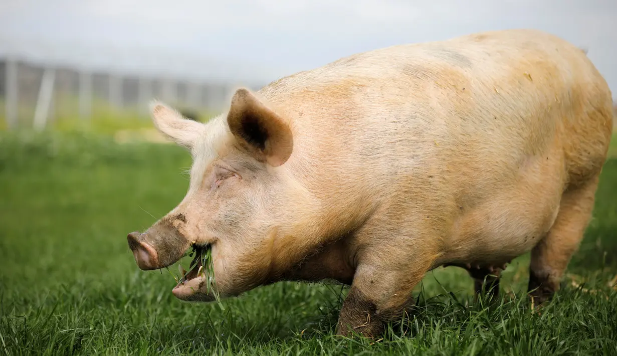 Seekor babi buta memakan rumput di Freedom Farm, Moshav Olesh, Israel, 7 Maret 2019. Freedom Farm melindungi hewan-hewan cacat di Israel. (REUTERS/Nir Elias)