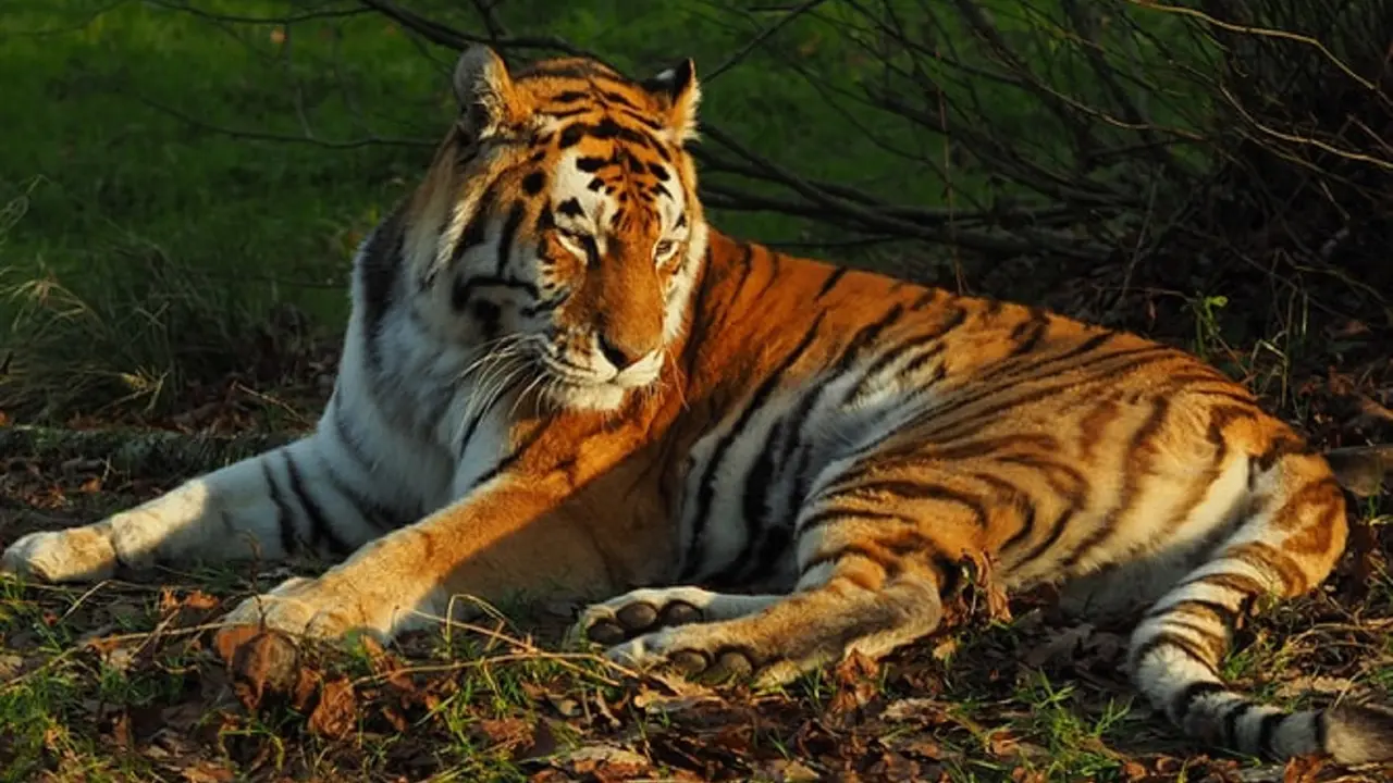 Ilustrasi harimau