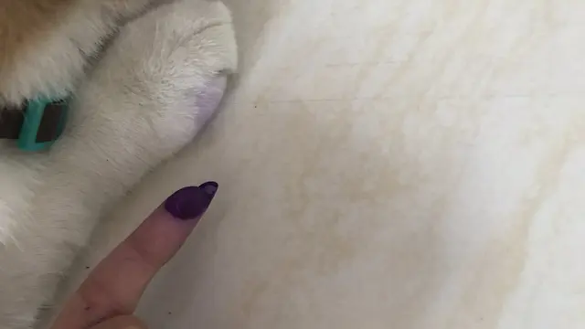 6 Potret Kucing Kena Tinta Pemilu Ini Bikin Tepuk Jidat, Ada Saja Tingkahnya