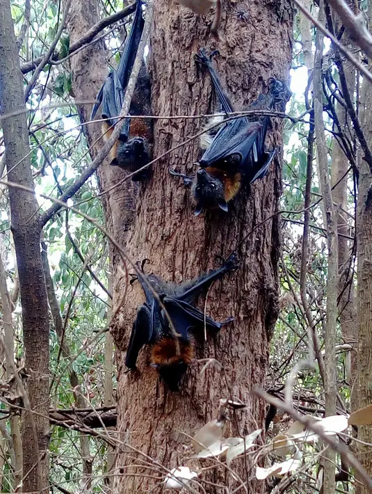 Kelelawar menggantung di pohon saat gelombang panas di Campbelltown, Australia, 8 Januari 2018.  Sydney diterpa suhu terpanas sejak 78 tahun terakhir dengan suhu mencapai 45 derajat celcius. (Help Save the Wildlife and Bushlands in Campbelltown/AFP)