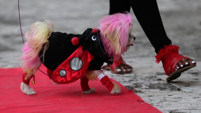 Seekor anjing bernama Fetti berjalan di karpet merah saat mengikuti kontes kostum anjing Halloween tahunan di Coral Gables Museum, Coral Gables, Florida, Amerika Serikat, Kamis (31/10/2019). (AP Photo/Lynne Sladky)