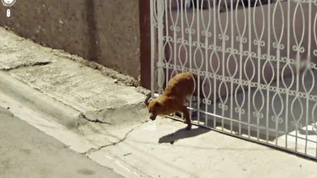 Hewan di Google Street View (Sumber:Boredpanda)