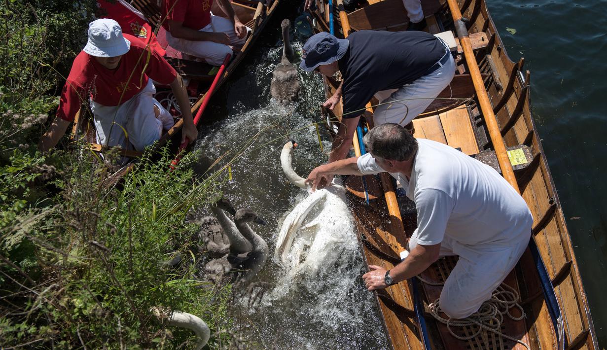 Petugas Penanda Angsa (Swan Marker) menangkap angsa selama kegiatan Sawn Upping di sepanjang Sungai Themes, Inggris, Senin (17/7). Selain menghitung populasi, kegiatan ini sebagai upaya konservasi melindungi angsa yang masih kecil. (CHRIS J RATCLIFFE/AFP)