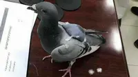 Seekor burung merpati ditangkap polisi karena kedapatan membawa ratusan pil ekstasi