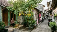 12 Pohon Buah untuk Halaman yang Jarang Kena Matahari di Gang Sempit
