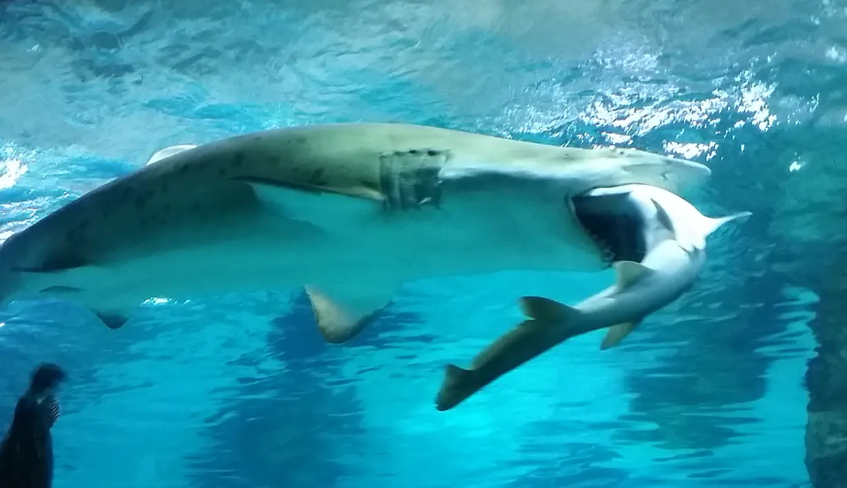 Foto yang dirilis oleh Aquarium Coex di Seoul menunjukkan hiu jenis Sand Tiger, berusia 8 tahun yang berukuran 2,2 meter, menyerang dan memakan seekor hiu jantan berusia lima tahun di sebuah wahana akuarium, 29 Januari 2016. (COEX AQUARIUM/AFP)