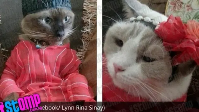 Kelakuan 8 Kucing Pakai Baju Koko Ini Lucunya Kebangetan
