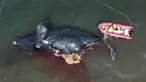 Seorang penyelamat mengikat seekor paus mati untuk ditarik, dekat Puerto Madryn, Argentina, Selasa (4/10/2022). Ilmuwan khawatir dengan kasus kematian 13 paus di Argentina Selatan beberapa hari terakhir. (AP Photo/Maxi Jonas)