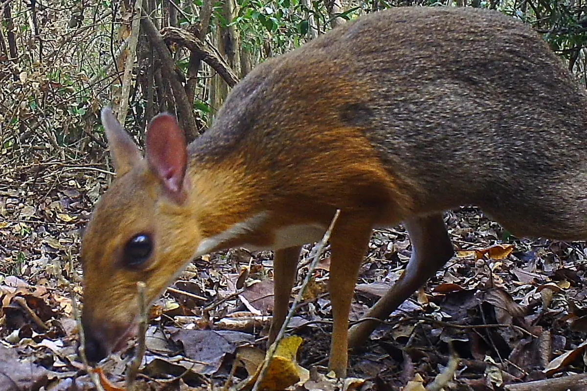 Tikus-Rusa