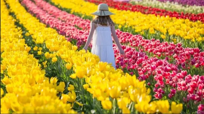 Tesselaar Tulip Festival, Victoria