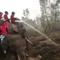Gajah digunakan sebagai alat transportasi pemadaman kebakaran lahan melalui jalur darat di Sumsel. (Liputan6.com/Nefri Inge)