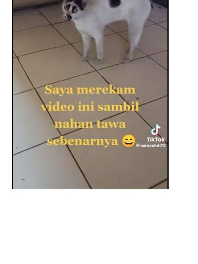 8 Motif Bulu Kucing Hitam Putih Ini Unik Banget, Bikin Senyum Sendiri