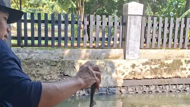 Pemancing Kesal Banting Ikan Sapu-Sapu yang Nyangkut di Kail