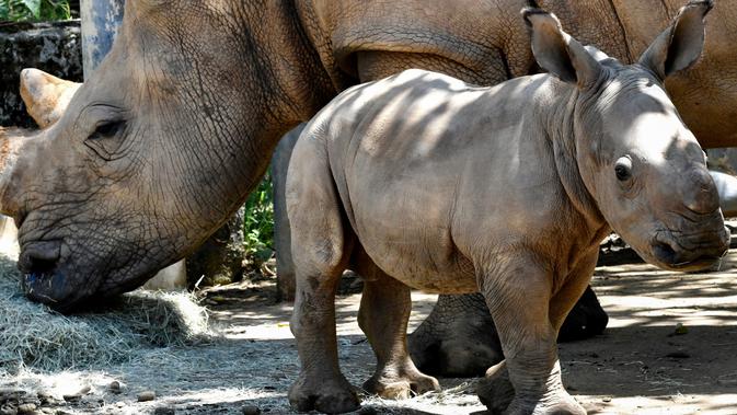 Bayi badak putih selatan berusia 29 hari terlihat bersama induknya A-ju di Kebun Binatang Leofoo Village di Hsinchu, Taiwan, Selasa (6/8/2019). Petugas kebun binatang akan memberi kesempatan kepada publik untuk menamai bayi badak jantan berbobot sekitar 80 kilogram tersebut. (Sam YEH / AFP)