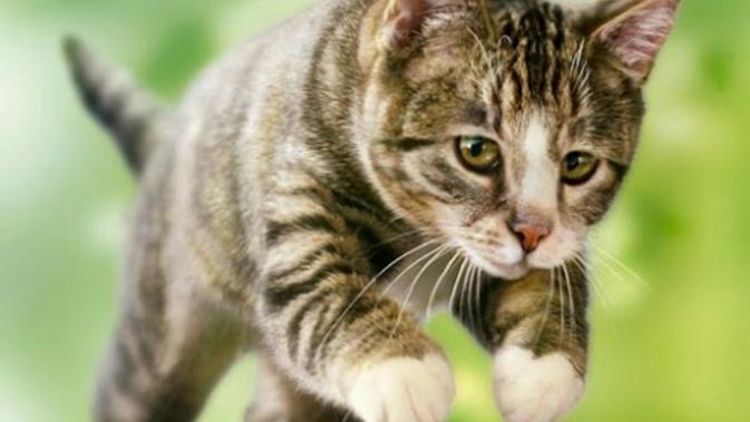 Ini Alasan Kucing Suka Mengikuti Kita ke Kamar  Mandi  