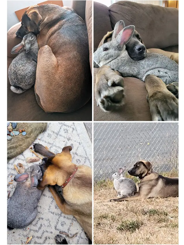 6 Potret Akur Hewan Peliharaan Beda Jenis, Damai Penuh Kasih Sayang