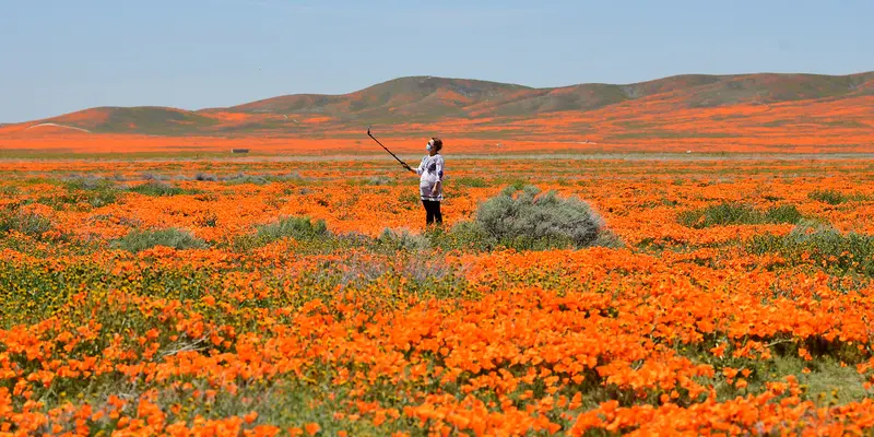 Keindahan Hamparan Bunga Poppy Bermekaran di California