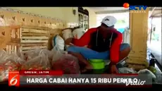 Petani cabai di Gresik, Jawa Timur, mulai memasuki masa panen cabai merah. Namun, hasil panen tersebut tidak sesuai dengan harga penjualan.