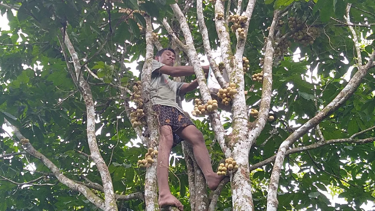 Panen Duku di Muarajambi
