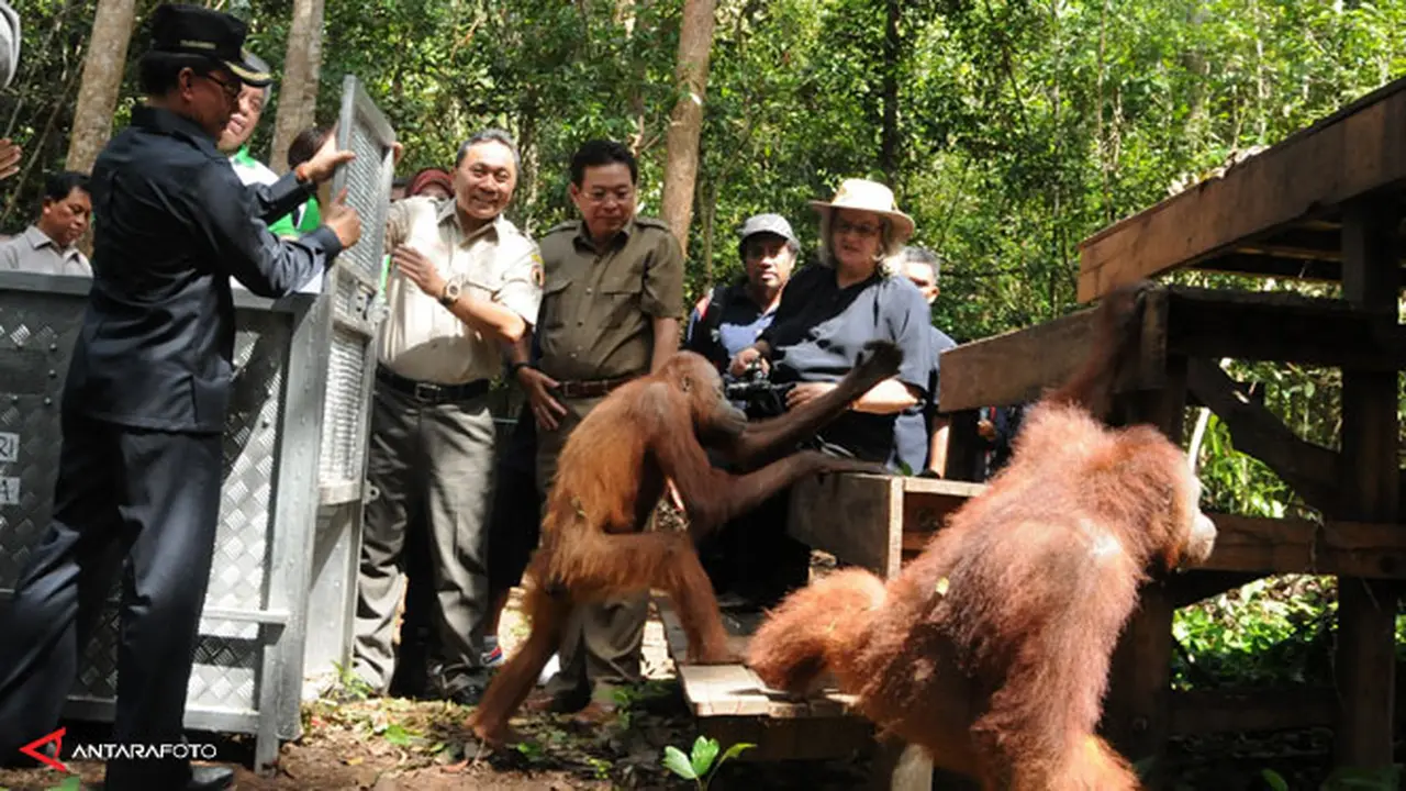 orangutan130622b.jpg