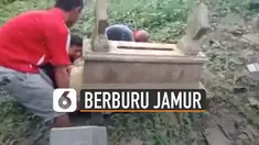 Aksi para pemuda ini cukup nekat demi mendapat jamur.